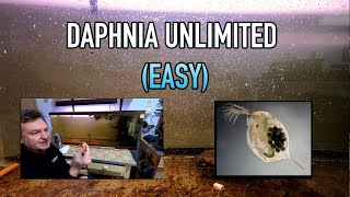 How I Raise Daphnia Water Fleas And You Can Too [upl. by Rheinlander]