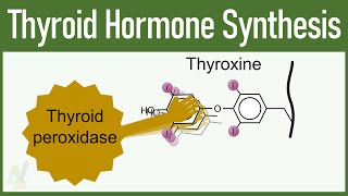 Thyroid Hormone Synthesis [upl. by Akoyn]