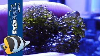 Aquarium Algae Control Bubble Algae Dinoflagellates Bryopsis amp Turf Algae  Part 2 [upl. by Clement13]