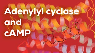 Adenylyl Cyclase and cAMP [upl. by Stewardson]