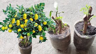 Cómo Propagar Esquejes de Planta de Limón  Reproduce Limonero en Maceta por Medio de Esquejes [upl. by Flieger]