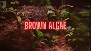 AQUARIUM ALGAE GUIDE Ep 2 Brown Algae  Diatoms [upl. by Mic]