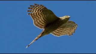 Sparrowhawk Bird Call Bird Song [upl. by Enytnoel29]