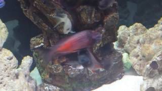 Tropheus Molino Firecracker cichlids fighting never seen before foitage [upl. by Adniram]