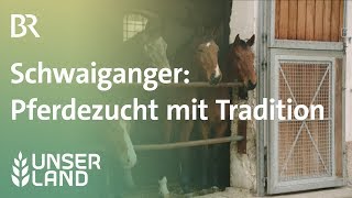 Schwaiganger Pferdezucht seit 1000 Jahren  Unser Land  BR Fernsehen [upl. by Rodl]