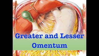 Greater and Lesser Omentum [upl. by Scutt]