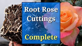 Grow Roses from Cuttings Complete Guide [upl. by Iteerp]