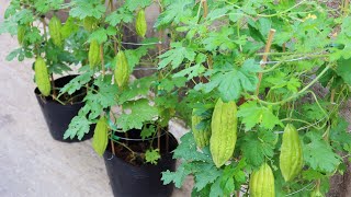 How to grow bitter melon with seeds easily for beginners [upl. by Hoy419]