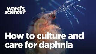 Caring and Culturing for Daphnia [upl. by Kilbride]