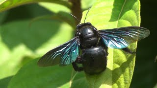 Carpenter bee Xylocopa documentary [upl. by Ahsitak612]