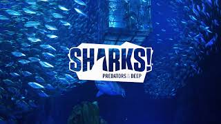 Georgia Aquariums SHARKS Cage Dive [upl. by Gentille]