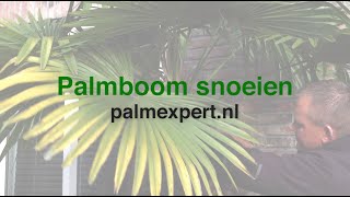 Hoe snoei ik mijn palmboom  Palmexpertnl [upl. by Cand]