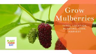 How to plant mulberry tree [upl. by Ladnor]