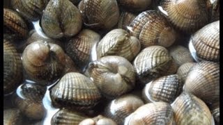 How To Cook CocklesFresh Penclawdd Welsh Cockles [upl. by Enyamert204]