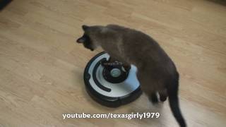 Cat shows HOW TO use iRobot Roomba Vacuum [upl. by Hax]