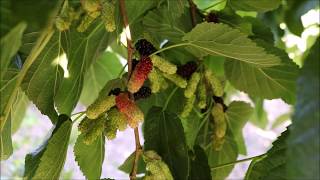 Illinois Everbearing MulberryMorus alba x rubra Fruiting in AZ  9B [upl. by Lseil]