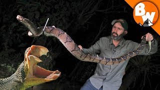 Fangs of the Largest Pit Viper Snake [upl. by Enened659]