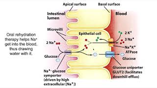 Oral Rehydration Therapy [upl. by Forras]