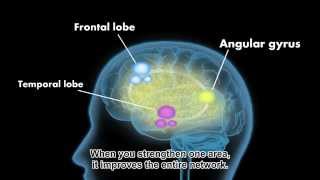 How Does The Reading Brain Work [upl. by Parsons]