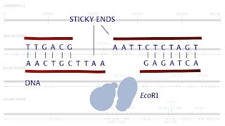 DNALC Short Restriction Enzymes [upl. by Belac]