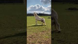 Muddy white horse rolling and sneezing Warlord rolling horse short funny [upl. by Warrick]