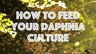 How To Feed Your Daphnia Culture [upl. by Zelda]