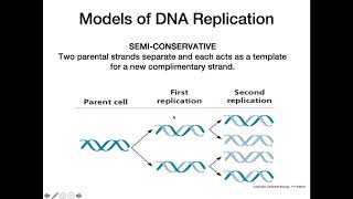 DNA Replication Models [upl. by Snah296]