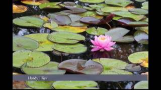 Water Lilies vs Lotus Water Garden Plants Nymphaea vs Nelumbo [upl. by Enirod]