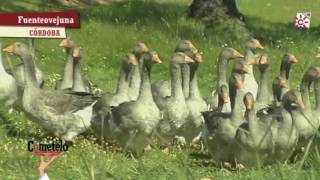 Cría ecológica de gansos Fuente Obejuna Córdoba [upl. by Aicatsue]