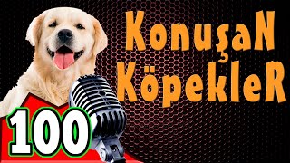 Komik Köpek Videoları  Konuşan Köpekler ve Kediler 100 [upl. by Landrum]