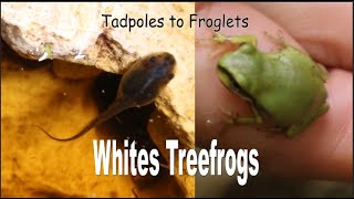 Tadpoles to Froglets Whites Treefrogs [upl. by Tnilc]