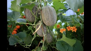 Melon growing and harvest on the ground or up a string [upl. by Ahseret705]