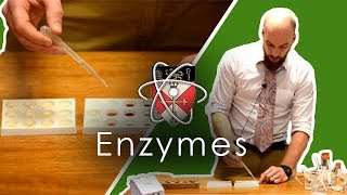 Enzymes  GCSE Science Required Practical [upl. by Tedi]