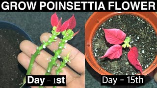 How to Grow Poinsettia Plant  Grow Poinsettia From Cuttings [upl. by Ancelin]