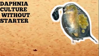 HOW TO CULTURE DAPHNIA NATURALLY WITHOUT A STARTER [upl. by Eiffub593]