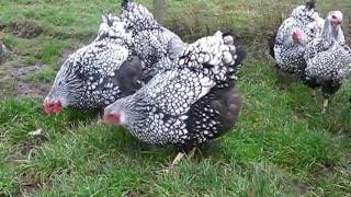 SILVER LACED WYANDOTTE LARGE FOWL FROM CHESHIRE POULTRY [upl. by Oidiple531]