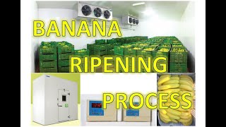 Blue Star Banana Ripening Chamber Natural Fruit Ripening Process  Business [upl. by Kovacev]