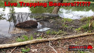 Live Trapping Beavers [upl. by Nnahgaem887]