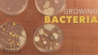 Growing Bacteria  Sick Science 210 [upl. by Lorena]