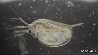 Daphnia magna under the Microscope [upl. by Merola]