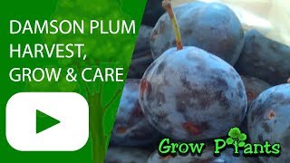 Damson plum tree  grow care amp harvest [upl. by Enitsahc]