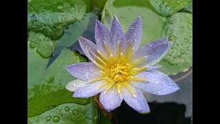 blue water lilyNymphaea nouchali [upl. by Lawlor413]