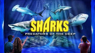 Zoo Tours SHARKS Predators of the Deep  Georgia Aquarium [upl. by Raddie]