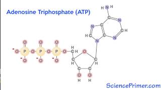 ATP as an energy molecule [upl. by Barde655]