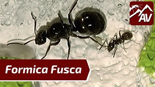 Servi Formica Fusca The Black Slave Ants  Guide amp Nest [upl. by Ennazus]