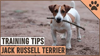 How To Train A Jack Russell Terrier  Dog World [upl. by Eineg955]