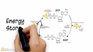 ATP Phosphocreatine System Overview V20 [upl. by Toth]