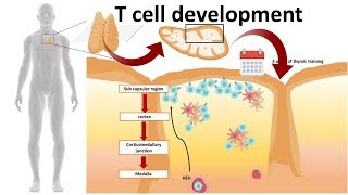 T cell development in the Thymus [upl. by Kiele]