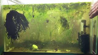 Scuds Daphnia Cherry Shrimp Copepods My aquatic food culture [upl. by Bevers]