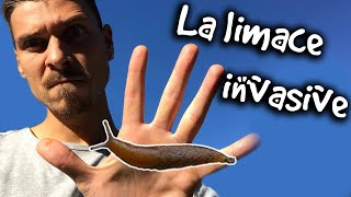 LA LIMACE INVASIVE  ANIMAUXMDE [upl. by Lander]